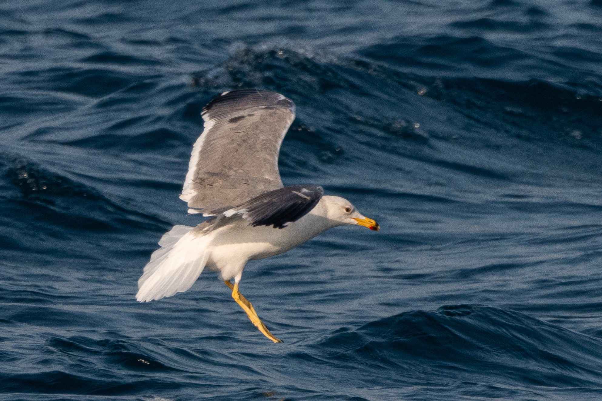 Armenian Gull